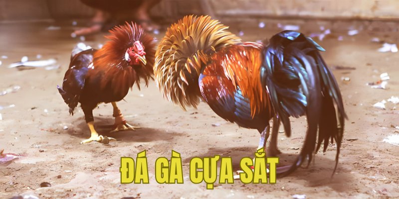 Banner www.thietbiminhtuong.com